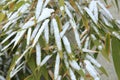 Details of bamboo leaves in winter Royalty Free Stock Photo