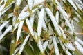 Details of bamboo leaves in winter Royalty Free Stock Photo