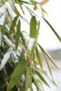 Details of bamboo leaves in winter Royalty Free Stock Photo