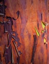Details of bark on a madrona tree -arbutus menziesii- Madrona tree peeling Royalty Free Stock Photo