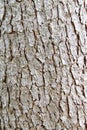 Details, bark of old growth conifer