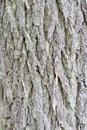 Details, bark of old growth conifer