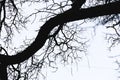 Details Of Barren Tree Limbs Or Branches Against Winter Sky