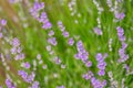 Details of a beautiful lavander field in the summer time