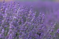 Details of a beautiful lavander field in the summer time