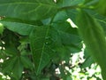 Details of beautiful leaf with drops of water