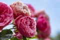 Details of the beautiful petals of a pink spray rose against a blue sky in Zoetermeer, Netherlands