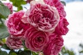 Details of the beautiful petals of a pink spray rose against a white sky in Zoetermeer, Netherlands