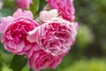 Details of the beautiful petals of a pink spray rose with a blurred background in Zoetermeer, Netherlands