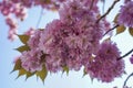 Details of the beautiful pink blossoms of the prunus against a deep blue sky 6 Royalty Free Stock Photo