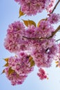 Details of the beautiful pink blossoms of the prunus against a deep blue sky 6 Royalty Free Stock Photo