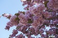 Details of the beautiful pink blossoms of the prunus against a deep blue sky 5 Royalty Free Stock Photo