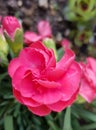 Closeup of pink clove flower. Beauty of nature.