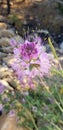 Details of a Beautiful Pink Rocky Mountain Bee Plant from Nevada