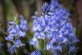 Details of the beautiful stems full of purple flowers of the Bluebells Hyacinthoides non scripta