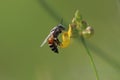 Details Bee on flower in search of nector