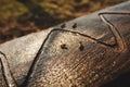 Details of beekeeping close up. Bees drink water from a wooden board Royalty Free Stock Photo