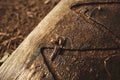 Details of beekeeping close up. Bees drink water from a wooden board Royalty Free Stock Photo