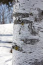 Details of birch bark Royalty Free Stock Photo