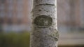 Details of a birch tree trunk on a summer day. Action. Close up of white bark with grey stain of a young tree on blurred Royalty Free Stock Photo