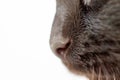 Details of Black cats nose. Close-up. Selective focus Royalty Free Stock Photo