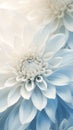 Details of blooming white dahlia fresh flower macro photography with copy space Royalty Free Stock Photo