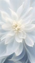 Details of blooming white dahlia fresh flower macro photography with copy space Royalty Free Stock Photo