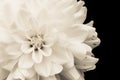 Details of blooming white dahlia fresh flower macro photography. Light sepia monochromatic photo.