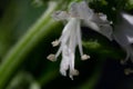 Details of a blossom of a basil plant