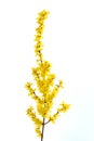 Forsythia