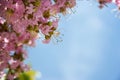 Blush colored blossoms