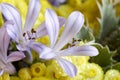 Details of bouquet with agapanthus and yellow helichrysum