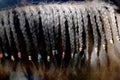 Neck close up of a young domestic horse with a braided mane Royalty Free Stock Photo