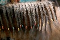 Neck close up of a young domestic horse with a braided mane Royalty Free Stock Photo