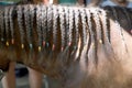 Neck close up of a young domestic horse with a braided mane Royalty Free Stock Photo