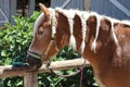 Neck close up of a young domestic horse with a braided mane Royalty Free Stock Photo