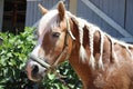 Neck close up of a young domestic horse with a braided mane Royalty Free Stock Photo