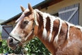 Neck close up of a young domestic horse with a braided mane Royalty Free Stock Photo