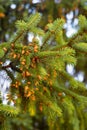 Details of a branch with small young cones of the old spruce Tr Royalty Free Stock Photo