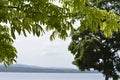 Details of branches of a tree in tropical climate, Caroni river and mountains on background of image.