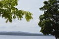 Details of branches of a tree in tropical climate, Caroni river and mountains on background of image.