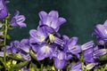 Details of bright wild campanula flowers
