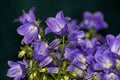 Details of bright wild campanula flowers