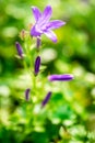 Details of bright wild campanula flowers with green background