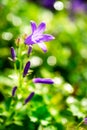 Details of bright wild campanula flowers with green background