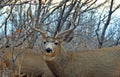 Details of Buck Deers Antlers in Scrub Oak Royalty Free Stock Photo