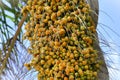 Details of the bunch of ripening Syagrus romanzoffiana fruits