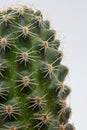 Cactus - details od spines