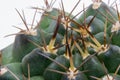 Cactus - details od spines Royalty Free Stock Photo