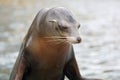 California Sea Lion